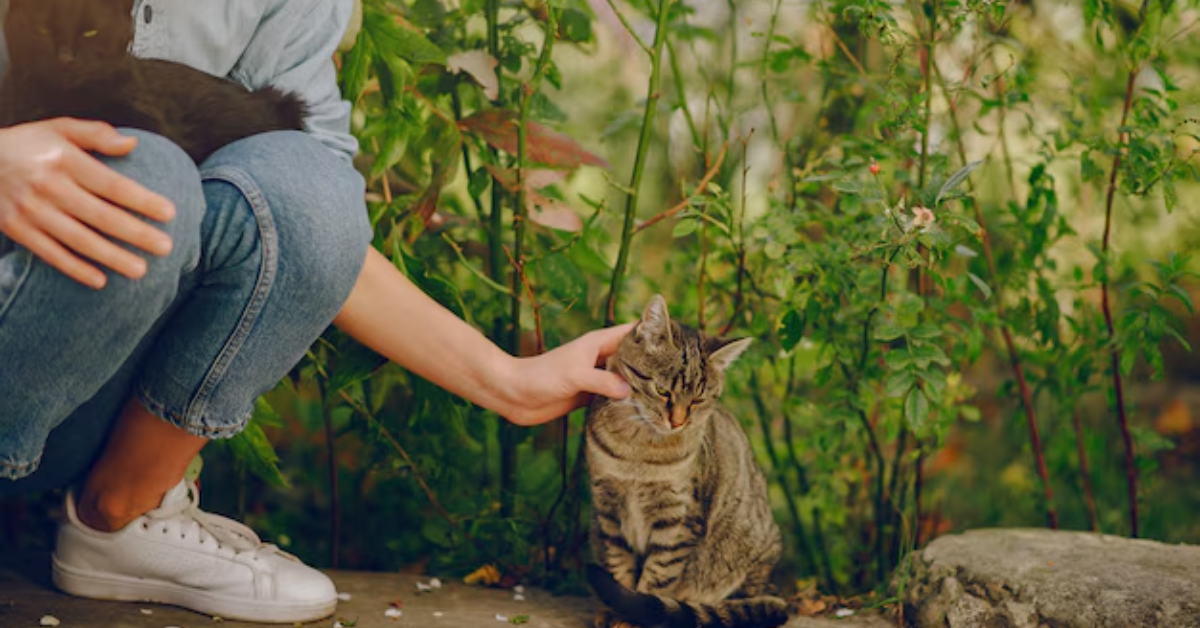 cat breeder byron